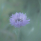 淡