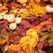 dry flowers