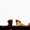 dogs