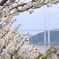 梅花＆長崎女神大橋