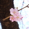 河津桜①