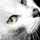 yellow eyes