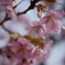 免々田川の河津桜