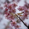 免々田川の河津桜2