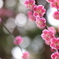 春爛漫