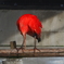 野毛山動物園
