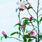 学名　wabisuke
