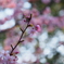 寒桜