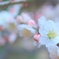 梅の花