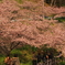 南房総の河津桜(20180224)