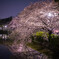 夜桜