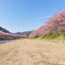 河津2