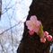 河津桜②