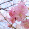 河津桜③