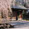 桜と武家屋敷