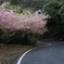 津久見の河津桜②