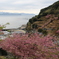 津久見の河津桜③