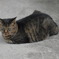 野良猫2