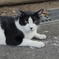 野良猫1