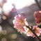 梅の花.