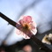 梅の花.