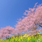 みなみの桜と菜の花まつり
