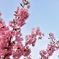 河津桜