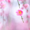 春めいて
