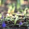 こびとの森