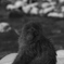 ニホンザル