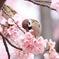 僕だって立派な野鳥です
