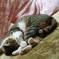 ねこの長座体前屈