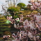 梅の花