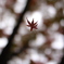 空中紅葉