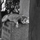 Cat on grave