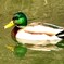 マガモが気持ち良さそうに～