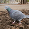 逃げる鳩