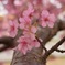 早咲き桜