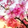 夕暮れの桜