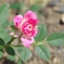 ミニ薔薇