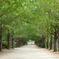 昭和記念公園