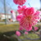 梅の花