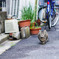 猫スナップ