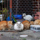 猫スナップ　-警戒-