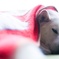 柴犬