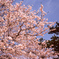 常盤公園の桜