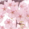 さくら