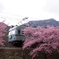 大井川鉄道の春⑤‼