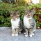 Stereo cat ster  