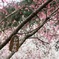 おかめ桜 (Winter cherry blossoms)